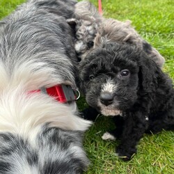 Adopt a dog:Bordoodle puppies /Bordoodle/Female/Sex: Mixed Litter,Adorable Border Collie x Poodle Puppies. They are ready to leave for their new homes at 8 weeks old on Friday.