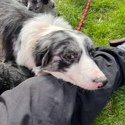Adopt a dog:Bordoodle puppies /Bordoodle/Female/Sex: Mixed Litter,Adorable Border Collie x Poodle Puppies. They are ready to leave for their new homes at 8 weeks old on Friday.