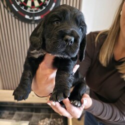 Cocker spaniel pups/Cocker Spaniel/Female/Sex: Mixed Litter,Got a litter of 5 stunning cocker spaniel pups, mam and dad are my pets.