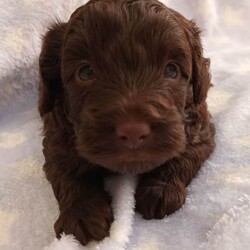 Extensively health tested F1b Cavapoo puppies /Cavapoo/Female/Sex: Mixed Litter,Peppa our beautiful F1b Cavapoo gave birth to 3 adorable puppies on 23rd of March 2 blk and tan girls and 1 chocolate boy . Mum is Merle F1b Cavapoo and Dad is Kc reg toy poodle dad is fully health tested and DNA tested. All are being raised in our family home so very hygienically clean. They will be extensively health checked this means they will have their own individual health certificate also 1st vaccination plus fully wormed and micro chipped before leaving for their new responsible family homes on the 18th of May. A non refundable deposit of £300 will secure the puppy of your choice please feel free to contact me for any further details. Personal viewings prered but not essential also face time. Thank you for taking the time to read my advert. 