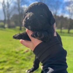 Adopt a dog:Sproodles/Sproodle/Female/Sex: Mixed Litter,6 beautiful pups 4 girls 2 boys .Raised as part of family home well socialised with kids.will be wormed fleed micochip.will come with a puppy pack.Mother can be seen dad was a stud dog.