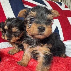 Adopt a dog:Miniature Yorkshire Terrier puppies/Yorkshire Terrier/Female/Sex: Male,Our beautiful litter of Miniature Yorkshire Terrier puppies are now ready to find their loving forever homes.