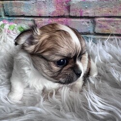 Adopt a dog:Long-haired Chihuahua girl /Chihuahua/Female/Sex: Female,Adorable long-haired Chihuahua girl looking for a loving home