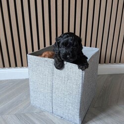 Cockapoo Puppy ( Last remaining pup from litter)/Cockapoo/Female/Sex: Female,F2 black female cockapoo puppy born 13/03/2026, Ready to leave 08/05/2026. 