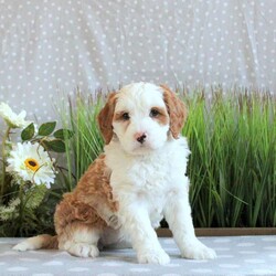 Jocie/Mini Bernedoodle									Puppy/Female	/11 Weeks,Jocie is a lovable and fun Miniature Bernedoodle puppy who will be the sweetest addition to her forever family! This precious girl is friendly, well socialized, and family raised. She comes home with a 30 day health guarantee as well as an extended genetic health guarantee, both provided by the breeder. Jocie has been seen by a vet and is up to date on shots and de-wormer. This cutie-pie is ready to meet you!