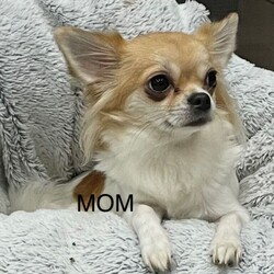 Adopt a dog:Long-haired Chihuahua girl /Chihuahua/Female/Sex: Female,Adorable long-haired Chihuahua girl looking for a loving home