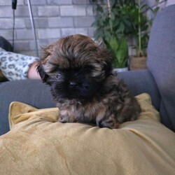Adopt a dog:Puppies Shih Yzu/Shih Tzu/Female/Sex: Female,eautiful Shih Tzu puppies. 1 boy,2girl. Ready for their new home around May 15th. Puppies will be vaccinated and microchipped.