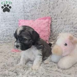 Pansy/Havanese									Puppy/Female	/February 23rd, 2026,Meet Pansy, she is a sweet little Havanese girl full of love and curiosity. She is very well socialized and loves playing with our children, she is happy healthy and off to a good start in life. Contact us today if you would like to meet her. She will not be available for long