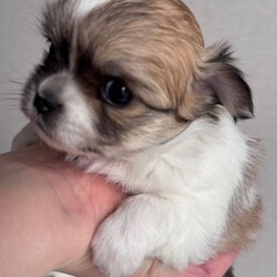 Adopt a dog:Long-haired Chihuahua girl /Chihuahua/Female/Sex: Female,Adorable long-haired Chihuahua girl looking for a loving home