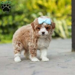 Dolly/Cavapoo									Puppy/Female	/7 Weeks,Meet Dolly! This F1B tiny cavapoo may be small, but her personality is anything but. She’s full of energy, curiosity, and unconditional love—always ready to explore, chase toys, and discover something new. When the day winds down, she’s happiest curled up close, soaking in every cuddle with her sweet, gentle nature. Her petite size makes her even more special, offering the perfect blend of affection, fun, and charm. She’ll make a wonderful companion for families, singles, or anyone looking for a loyal little friend.