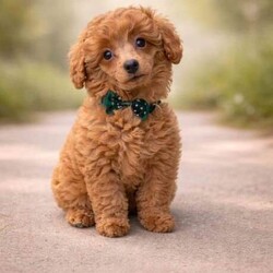 Adopt a dog: miniature poodle puppies /Miniature Poodle/Female/Sex: Mixed Litter,Beautiful miniature poodle puppies ready for finding their forever home's.