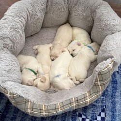 For sale 4 beautiful boys/Maltese/Female/Sex: Male,Our beautiful first litter of 4 healthy Maltese male puppies. Ready to be reserved today.