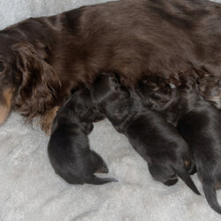 Longhaired miniature Dachshund /Miniature Dachshund/Female/Sex: Male,We have two beautiful Longhaired miniature Dachshund pups left from our truffles litter of 4 they are looking for thier forever home all pups will be 