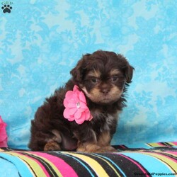 Gracie/Shih-Poo									Puppy/Male	/7 Weeks