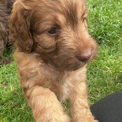 Adopt a dog:4 BEAUTIFUL COCKAPOO PUPPIES  /Cockapoo/Female/Sex: Female,Beautiful Cockapoo puppies looking for their loving forever homes only