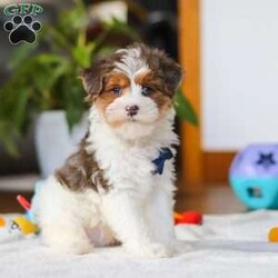 Brodie/Yorkie Poo									Puppy/Male	/10 Weeks,Meet Brodie, a Yorkiepoo puppy with a friendly, easy going temperament. He has a soft coat and an alert, curious expression. Brodie enjoys playing with toys, exploring his surroundings, and spending time with people. He has a good balance of energy and calmness, making his adaptable to different home environments.