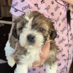 Shihpoo puppies /Shihpoo/Female/Sex: Mixed Litter,Loving puppies ready for a new adventure in a loving home. At current the are 5 weeks old and ready to leave around the 9th of May 2026. All fleeing and worming up to date. Eating and drinking well and gaining/ growing as they should. All using puppy pads independently now. The current home has both dogs and children meaning that they are handled daily and sociable. Dad is a very small pedigree imperial shihtzu and mother is a shihpoo. They are all very cute and lovable. Feel free to contact regarding enquiries. If no response feel free to message me and I will get back to you.