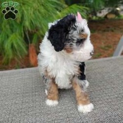 Chloe/Bernedoodle									Puppy/Female	/10 Weeks,Meet Chloe, she is such a stunning little girl! She is more on the shy side but will be happy to cuddle up with you. She loves to play but will be very happy to just have all the attention that she can get! She is up to date on vaccinations and dewormer and will have a final health exam with our veterinarian to ensure excellent health before leaving our home. She is anticipated to be very low shedding, if anything at all. Mom is a Bernese mountain dog around 70 lb and dad is a miniature poodle around 20lb, both parents have completed their genetic test and she will come with a one-year genetic health guarantee. We are estimating her to be around35 to  40 lb at her adult weight. If you are interested in adopting this extremely fluffy and sweet girl please call or text me. If you are not able to come here and meet her, I do have shipping options available.