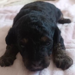 Extensively health tested F1b Cavapoo puppies /Cavapoo/Female/Sex: Mixed Litter,Peppa our beautiful F1b Cavapoo gave birth to 3 adorable puppies on 23rd of March 2 blk and tan girls and 1 chocolate boy . Mum is Merle F1b Cavapoo and Dad is Kc reg toy poodle dad is fully health tested and DNA tested. All are being raised in our family home so very hygienically clean. They will be extensively health checked this means they will have their own individual health certificate also 1st vaccination plus fully wormed and micro chipped before leaving for their new responsible family homes on the 18th of May. A non refundable deposit of £300 will secure the puppy of your choice please feel free to contact me for any further details. Personal viewings prered but not essential also face time. Thank you for taking the time to read my advert. 