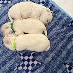 For sale 4 beautiful boys/Maltese/Female/Sex: Male,Our beautiful first litter of 4 healthy Maltese male puppies. Ready to be reserved today.