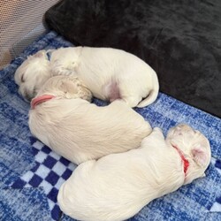 For sale 4 beautiful boys/Maltese/Female/Sex: Male,Our beautiful first litter of 4 healthy Maltese male puppies. Ready to be reserved today.