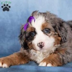 Taffy/Bernedoodle									Puppy/Female	/19 Weeks,Taffy is a delightful merle Bernedoodle girl with a playful sparkle and a heart full of love. Her coat showcases beautiful swirls of gray, black, and white, making her as eye-catching as she is sweet. Taffy has a cheerful, outgoing personality and loves engaging with people and exploring the world around her.