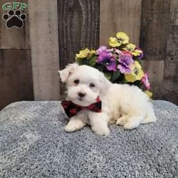 Prince/Maltese									Puppy/Male	/10 Weeks,Meet charming Prince he is so loveable and ready to meet his forever family! He has been socialized and is very good with children. Has been vet checked, vaccinated,  dewormed, microchip and comes with a health guarantee. Call or message today to make forever yours! License #4185 