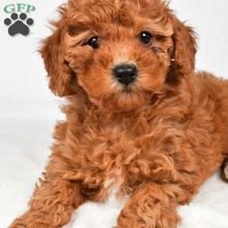 Bella/Miniature Poodle									Puppy/Female	/9 Weeks,Meet Bella, she will melt your heart with her cuteness, super sweet loving temperament and personality. 
