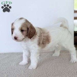 Daisy/Mini Goldendoodle									Puppy/Female	/6 Weeks,Meet Daisy! She is a red and white mini golden doodle with a liver nose and beautiful green eyes. and a beautiful wavy hair coat. She has a wonderful personality and loves being around people and other dogs. Contact us for videos or setup a FaceTime. 