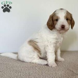 Daisy/Mini Goldendoodle									Puppy/Female	/6 Weeks,Meet Daisy! She is a red and white mini golden doodle with a liver nose and beautiful green eyes. and a beautiful wavy hair coat. She has a wonderful personality and loves being around people and other dogs. Contact us for videos or setup a FaceTime. 