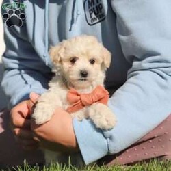 Elliot/Maltipoo									Puppy/Male	/7 Weeks,Hi, I’m Elliot! I’m an adorable Maltipoo puppy with a soft, fluffy coat and a sweet, loving personality. I’m the perfect mix of playful and cuddly—always ready for a game or just as happy to curl up in your lap for some quiet time. I’m curious about the world around me and love exploring, but I also thrive on attention and being close to my people. 