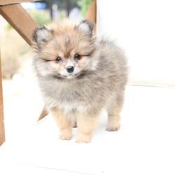 Poppy/Pomeranian									Puppy/Female	/February 19th, 2026