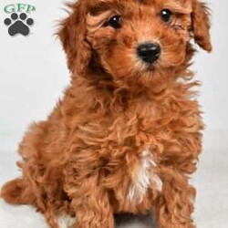 Bella/Miniature Poodle									Puppy/Female	/9 Weeks,Meet Bella, she will melt your heart with her cuteness, super sweet loving temperament and personality. 