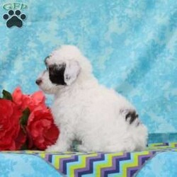 Chipmunk/Toy Poodle									Puppy/Male	/13 Weeks,These lovely chocolate poodle puppies are a precious find. Both mom and dad carry the non-fading genes, so they will keep their pretty color. The puppies are well socialized, bursting with love and joy for you! Their mom Angel, weighs in at 10 lbs. She is so sweet, and loving, and very calm for a poodle. Their dad, Fudge weighs in at 7 lbs. He is so adorable, always watchful, and ready and waiting for playtime. The puppies are up to date on their vaccinations and dewormings, and have been vet checked. Feel free to call with questions, or to set up a time to come visit them. Thanks,