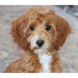Adopt a dog:Panzy/Goldendoodle/Female/December 12, 2025,Hi, I'm Panzy! I'm a 20-week-old female Goldendoodle. My dad is a Poodle and my mom is a Goldendoodle. I have a beautiful apricot coat, and I was born on December 12. I am ready now to plan my trip to my forever family. I'm looking forward to all our future cuddles and adventures.