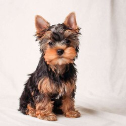 Greg/Yorkie									Puppy/Male	/21 Weeks,Meet your new BFF, Greg! This super cute Yorkie puppy is vet checked & up to date on shots & wormer. He is registered with the AKC, plus comes with a health guarantee provided by the breeder! Greg is well socialized & currently being family raised with children!