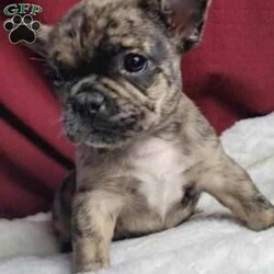 Lulu/French Bulldog Mix									Puppy/Female	/7 Weeks,Lulu is a very sweet and friendly puppy.  She is more laid back then her sister, but well socialized  with children. She is a mix of 1/4 pug and 3/4 French Bulldog,with wrinkles and  an estimated  adult weight of 25 #.To make her your very own puppy  to cuddle and love please contact  us for more info. (She can be delivered  via ground transport  to your doorstep  for an additional  fee)