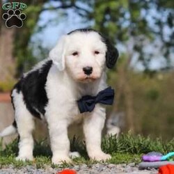 Bentley/Sheepadoodle									Puppy/Male	/6 Weeks,Hi, I’m Bentley! I’m an adorable Sheepadoodle puppy and basically a fluffy little bundle of joy. With my soft, wavy coat and bright, curious eyes, I love exploring, playing, and then curling up close for some cozy cuddle time. I’ve got a fun, gentle personality and a whole lot of love to give, and I can’t wait to make tons of happy memories with my forever family.