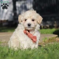Elliot/Maltipoo									Puppy/Male	/7 Weeks,Hi, I’m Elliot! I’m an adorable Maltipoo puppy with a soft, fluffy coat and a sweet, loving personality. I’m the perfect mix of playful and cuddly—always ready for a game or just as happy to curl up in your lap for some quiet time. I’m curious about the world around me and love exploring, but I also thrive on attention and being close to my people. 