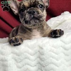 Lulu/French Bulldog Mix									Puppy/Female	/7 Weeks,Lulu is a very sweet and friendly puppy.  She is more laid back then her sister, but well socialized  with children. She is a mix of 1/4 pug and 3/4 French Bulldog,with wrinkles and  an estimated  adult weight of 25 #.To make her your very own puppy  to cuddle and love please contact  us for more info. (She can be delivered  via ground transport  to your doorstep  for an additional  fee)