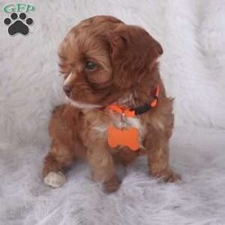 Jasmine/Cavapoo									Puppy/Female	/9 Weeks,our cavapoo’s are well loved and socialized Daily -Full grown we guess them to be 12-15lbs .They have been health checked by the vet , and up to date on all de-wormers -and vaccines you will get a copy of these records.