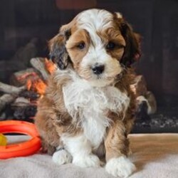 Idalia/Aussiedoodle/Female/March 23, 2026