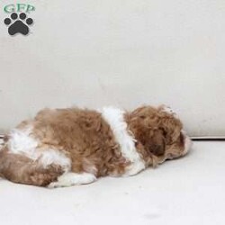 Maple/Shih-Poo									Puppy/Female	/March 15th, 2026,Maple is 1 of 2 in her litter , she has an approximate adult weight of 12 to 20 pounds . 