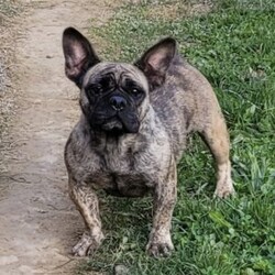 Lulu/French Bulldog Mix									Puppy/Female	/7 Weeks,Lulu is a very sweet and friendly puppy.  She is more laid back then her sister, but well socialized  with children. She is a mix of 1/4 pug and 3/4 French Bulldog,with wrinkles and  an estimated  adult weight of 25 #.To make her your very own puppy  to cuddle and love please contact  us for more info. (She can be delivered  via ground transport  to your doorstep  for an additional  fee)