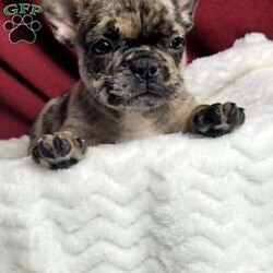 Lulu/French Bulldog Mix									Puppy/Female	/7 Weeks,Lulu is a very sweet and friendly puppy.  She is more laid back then her sister, but well socialized  with children. She is a mix of 1/4 pug and 3/4 French Bulldog,with wrinkles and  an estimated  adult weight of 25 #.To make her your very own puppy  to cuddle and love please contact  us for more info. (She can be delivered  via ground transport  to your doorstep  for an additional  fee)