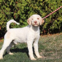 Bluey/Lagotto Romagnolo									Puppy/Male	/9 Weeks,Meet me, Bluey! I’m a very cute AKC Lagotto puppy with a fluffy, curly coat and a fun-loving personality that keeps everyone smiling. I love exploring new things, playing with my toys, and following my favorite people wherever they go. I’m curious, affectionate, and always ready for cuddle time after a day of adventures. With my sweet nature and adorable face, I’m sure to bring lots of joy, laughter, and love to my forever family!