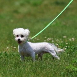 Titan (Mini)/Bichon Frise									Puppy/Male	/6 Weeks,Say hello to Titan, a remarkably tiny and incredibly sweet all-white male who proves that the biggest, most loving personalities often come in the smallest packages. For dog lovers who are specifically seeking out adorable 