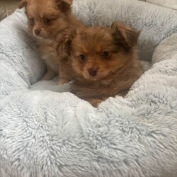 Adopt a dog:Teddy bear pomeranian x yorkiepoo pups/Pomeranian/Female/Sex: Mixed Litter,Teddy bear pomeranian X yorkiepoo puppies available boys and girls beautiful little characters bouncy little cubs super fluffy and wonderful markings Mum and dad are both at home with there fur babies Puppies are really enjoying life exploring and having cuddles each have there own amazing little personality Pups are all healthy wormed flead and microchip have been done Please contact me for viewings and more info