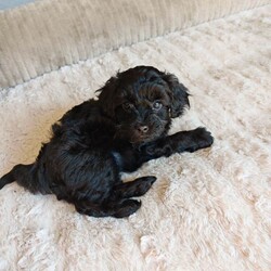 Adopt a dog:Schoodle pups for sale /Shihpoo/Female/Sex: Female,Last two puppies from our girl Luna, girl dogs both jet black. 9 weeks old this Friday, will be fully vaccinated and micro chipped
