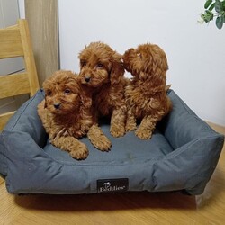 Adopt a dog:Cockapoo puppies/Cockapoo/Female/Sex: Mixed Litter,Beautiful cockapoo puppies male and female available. Received first vaccination and full heath check.